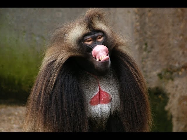 Гелада (лат. Theropithecus gelada)