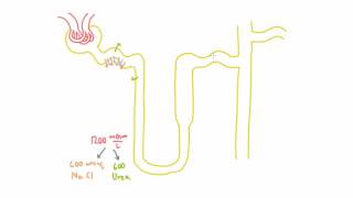 Role of Urea in the Kidney  Part 1