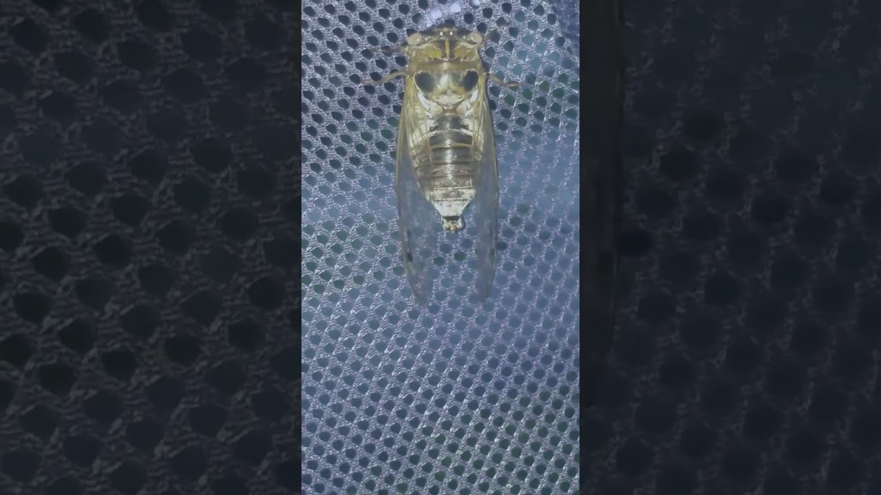 Watch I the cicada whisperer gets M.auletes to call after 7 days. on YouTube Watch I the cicada whisperer gets M.auletes to call after 7 days. on YouTube