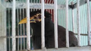 JALAK NIAS SUARA NEMBAK NGEBREN