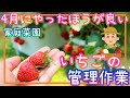 いちご/4月にやった方が良い作業/家庭菜園/2022年/プランター栽培
