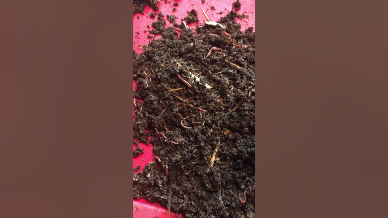 Can You Put Worms in a Compost Tumbler? YouTube