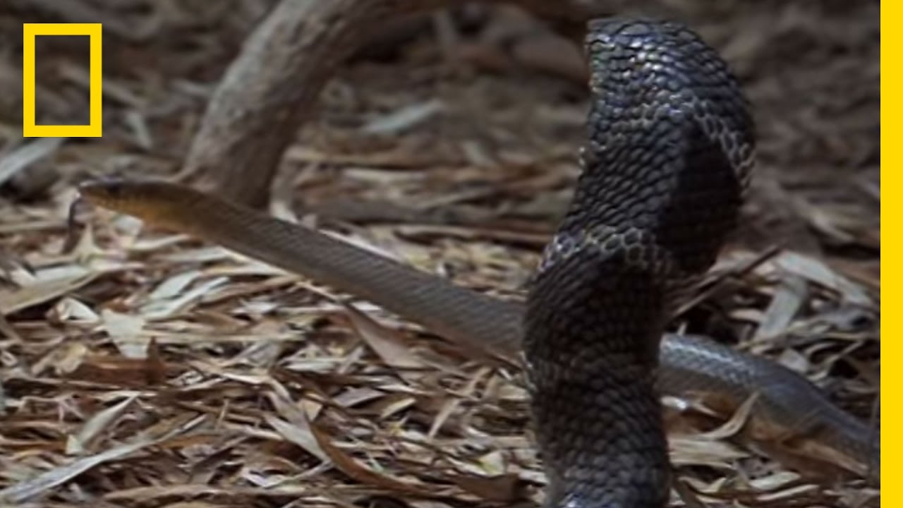 Cobra vs Rat Snake  National Geographic
