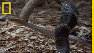 Cobra vs. Rat Snake | National Geographic