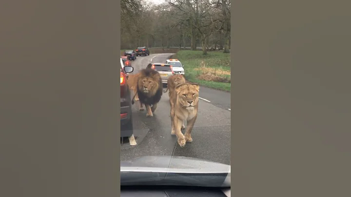 The Most Terrifying Lion Encounter || #lion #wildlife #viralshorts #trendingshorts #shorts thumbnail
