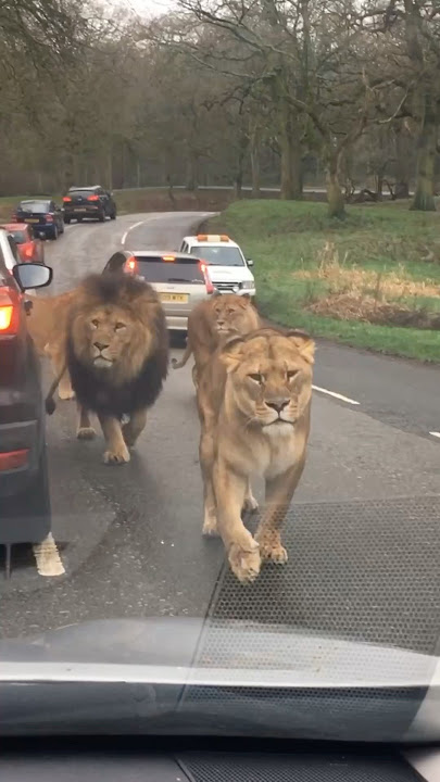 The Most Terrifying Lion Encounter || #lion #wildlife #viralshorts #trendingshorts #shorts