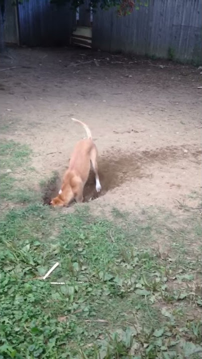 Super deep hole dug by dogs