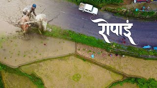 गल्कोटको रोपाइँ | ROPAIN IN GALKOT | Gantabya Nepal