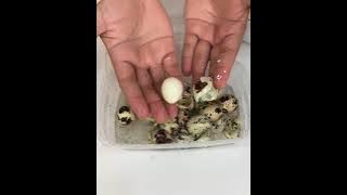TIPS MENGUPAS TELUR PUYUH SUPER CEPAT DAN HASIL SEMPURNA