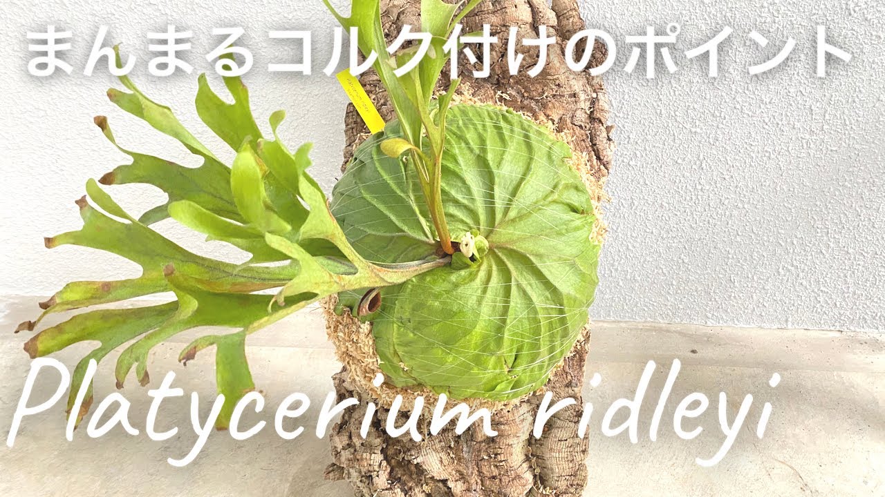 ビカクシダリドレイ　コルク付けポイント Platycerium ridleyi ご依頼ありがとうございます😊