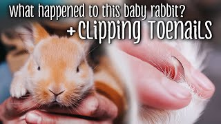 Clipping Rabbit Toenails + What happened to this baby rabbit?
