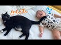 赤ちゃんに尻尾でトントンしてあげるお兄ちゃん猫が優しすぎた‼︎