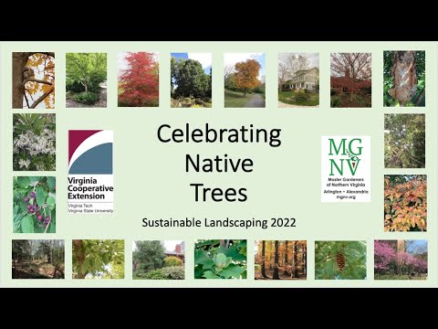 Video: Informasi Sweetbay Magnolia - Cara Menanam Dan Merawat Pohon Magnolia Sweetbay