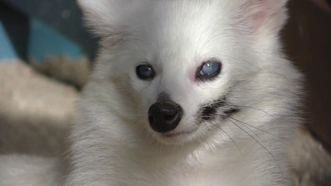 White Raccoon Dog (Ouchiyama Zoo, Mie, Japan) January 3, 2018