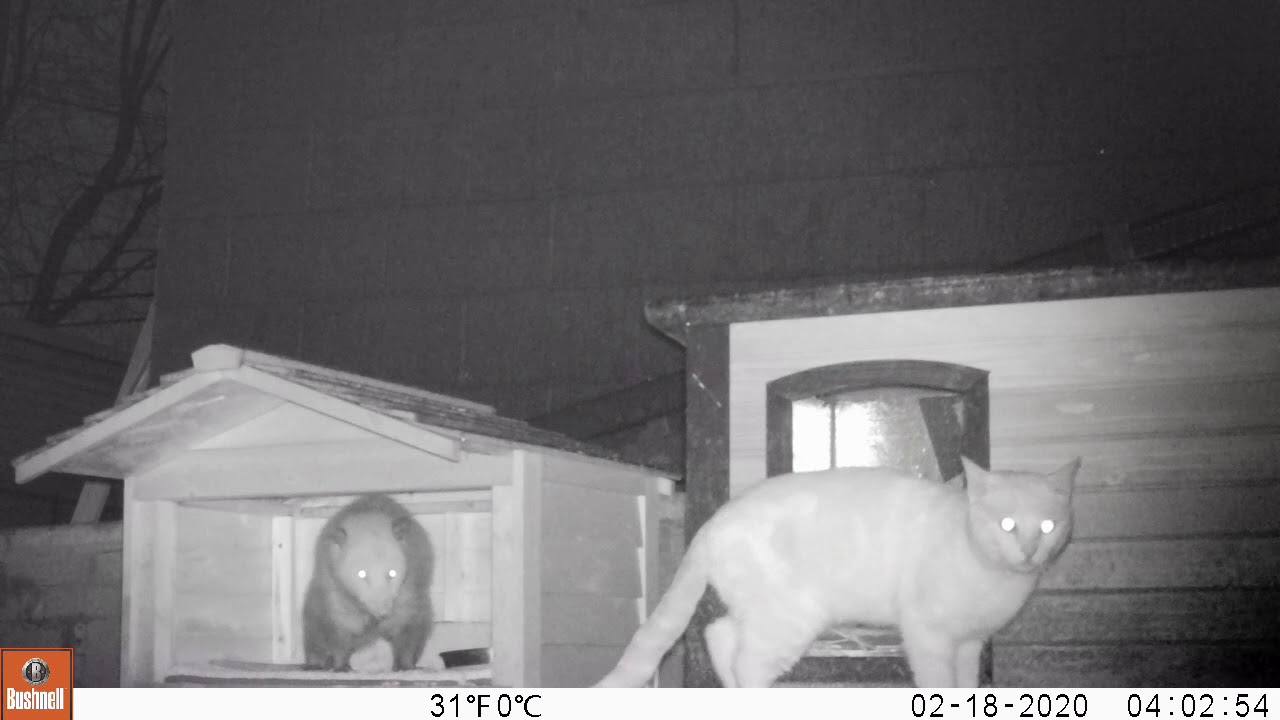 Opossum and Cat are Friends. YouTube