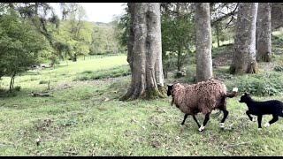 Flock moved to fresh pasture &  lots of  scald lambs to be treated