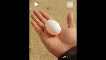 طريقة قديمة لكشف أماكن المياه الجوفية في الصحراء من خلال بيضة والنتيجة مذهلة 
