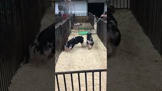 Information 12-9 Spot Gilt (9-27-22 Online Sale) Update