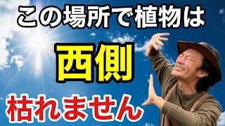 【知らなかった】実は西植物を育てるには〇〇なんです        【カーメン君】【園芸】【ガーデニング】