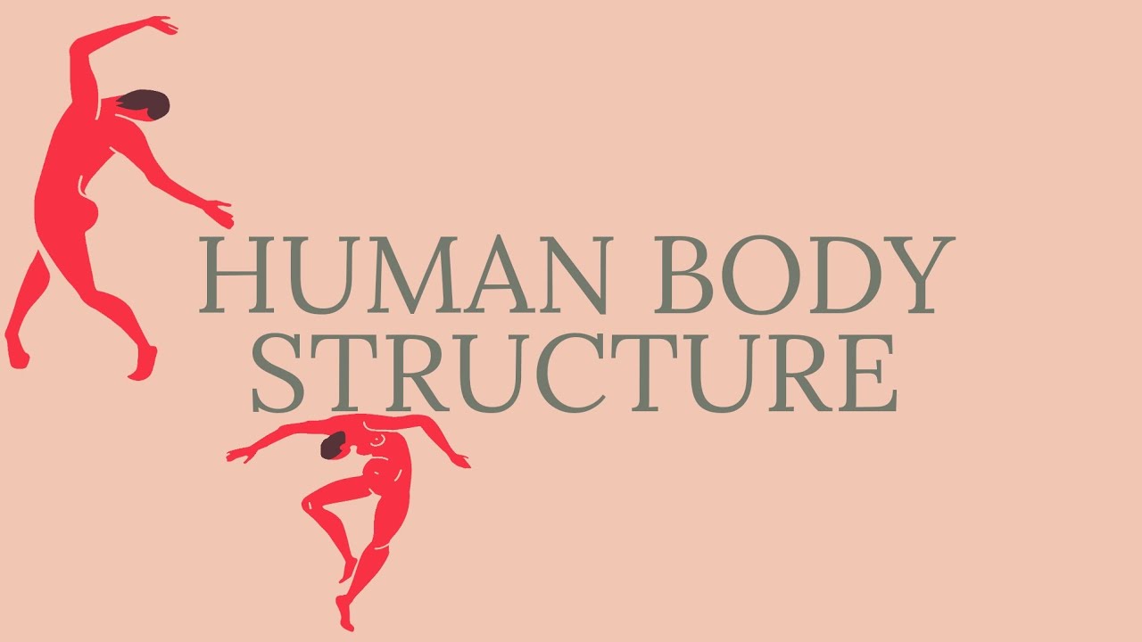 Human Body Structure YouTube