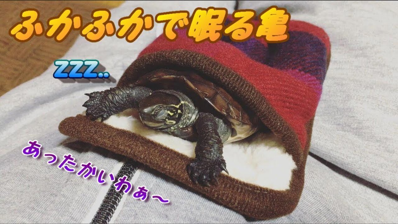 クサガメベビーつくの成長記録28 ふかふかで眠る亀 かわいい クサガメ ゼニガメ My Pet Reeves Turtle Sleeping なつく 慣れる Youtube