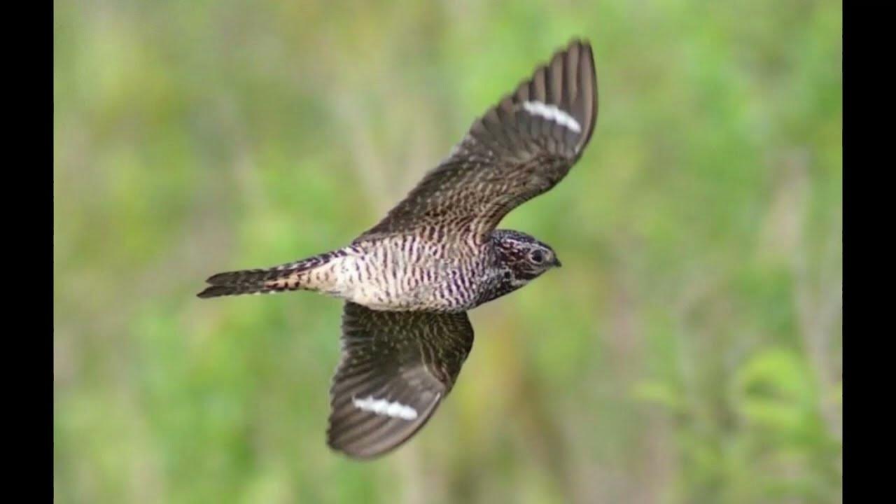 Nightjar/nighthawk bird sound for hunting صوت طائر السبد(المعدب) ملهي