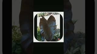 ........ตอง....จ.