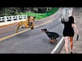 これは必見！動物のヒーローが人々を救う瞬間！