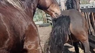 Young mares play with  stallion ।   My Horses meeting first time
