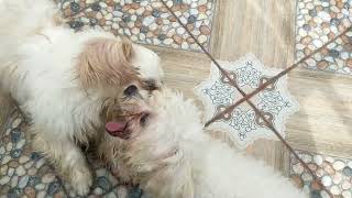 Dog Shooter - Assisted Dog Mating - Bakit Kelangan Ang Shooter