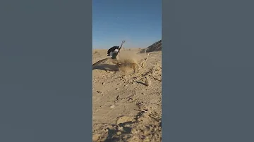صيد الطيور بالفخ 