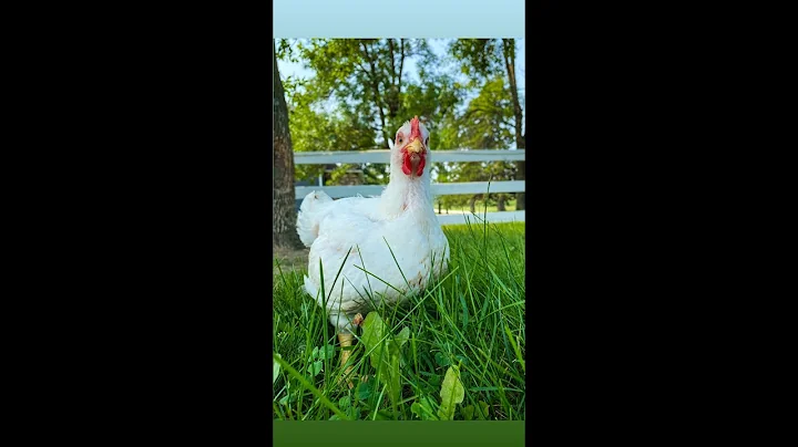 Raising meat chickens