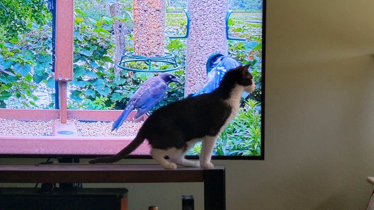 Cat TV YouTube