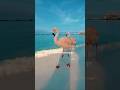 The Flamingo Secret Nobody Talks About