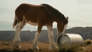 First Delivery | Budweiser