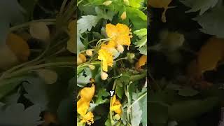 #природа Лечебный Бальзам на Соке Чистотела