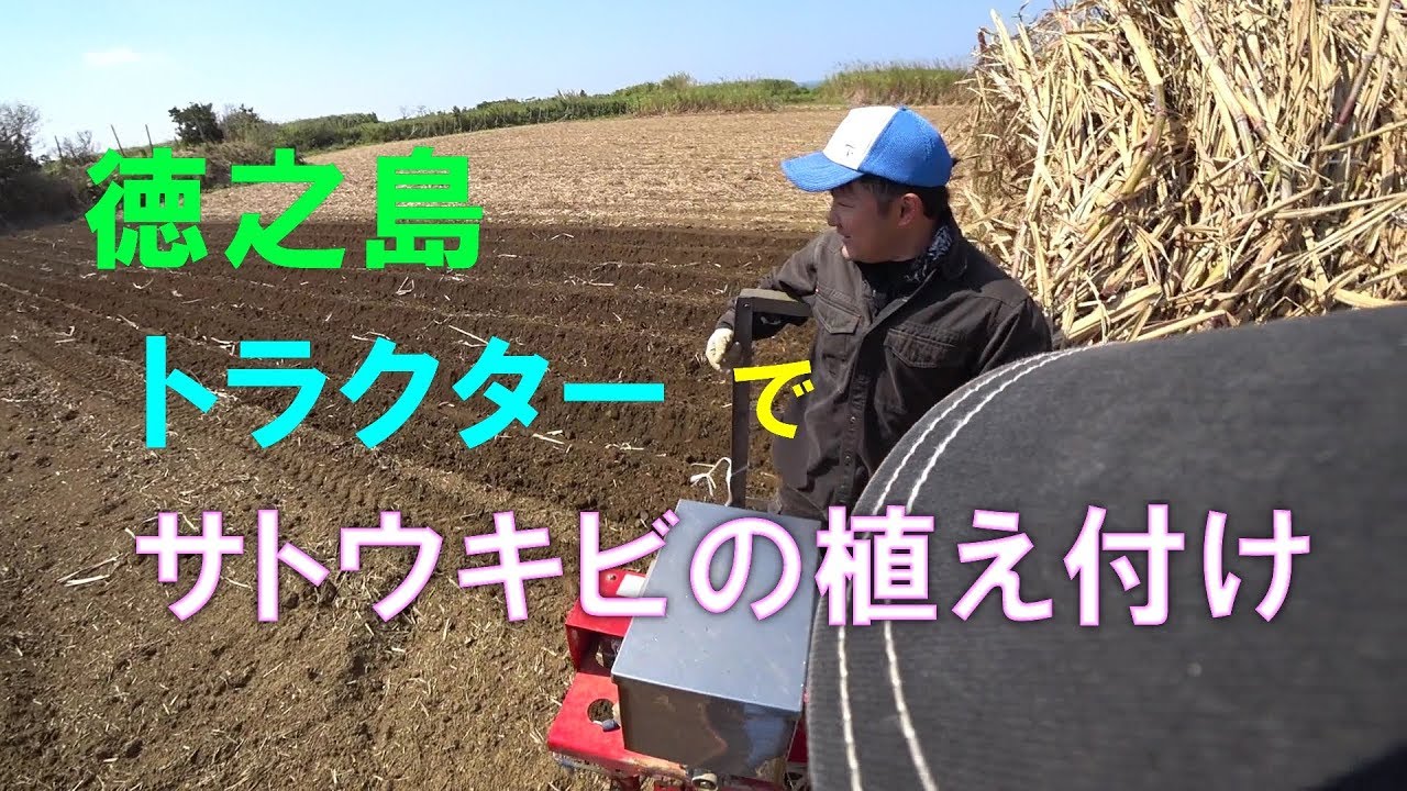 徳之島 サトウキビ植え付けの様子 Youtube