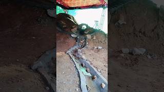 12Day Navratri Coming Soon