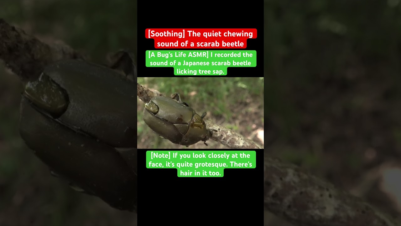 Video - [A Bug's Life ASMR] I recorded the sound of a Japanese scarab ...