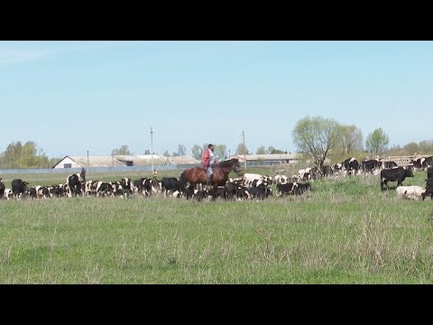В животноводстве  начался летний пастбищный сезон