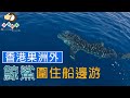 香港果洲外遇鯨鯊 Whale Shark 現本港水域 | 香港釣魚 | 艇釣 | 手絲釣魚 | #Shorts