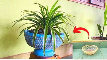 Cách làm chậu hoa bằng rổ nhựa và xi măng đẹp nhất