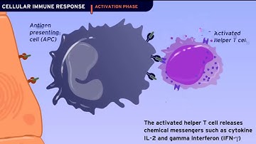 Cellular Immune Response (HD Animation)