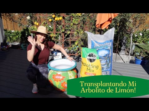 Video: Cultivo de limón Meyer: Consejos para cuidar un árbol de limón Meyer