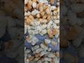 Control de varroa #apiculturamacizo #viralvideo #apicultura #bees #viralshort #fyp