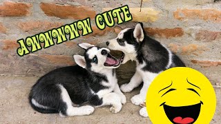 The Funniest Animals On YouTube  #1