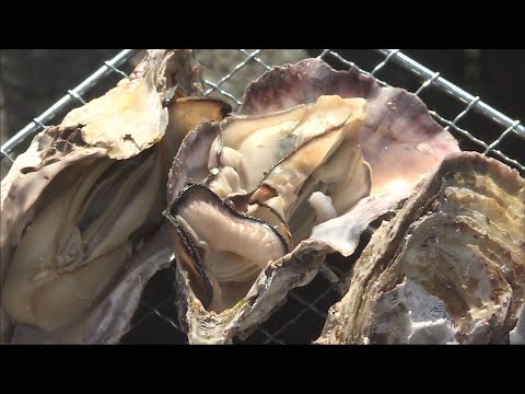 養殖ガキが大量死した問題を受け　相生市などが「相生かきまつり」中止を発表