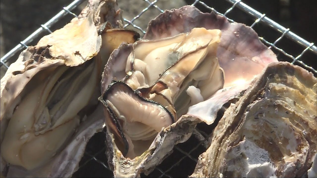 養殖ガキが大量死した問題を受け　相生市などが「相生かきまつり」中止を発表