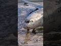 Чистка самолета от снега щеткой. #казахстан #россия #самолет #шереметьево #чистка самолета