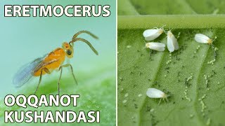 Eretmocerus parazit arisi oqqanot kushandasi